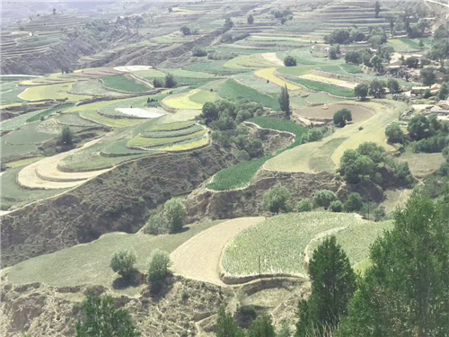 定西土豆种植基地