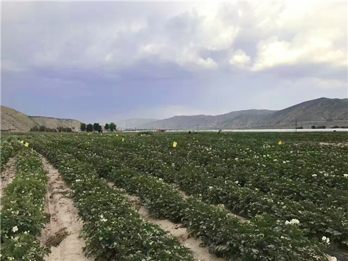 土豆种植基地